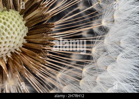Dandelionblütenkopf mit wenigen weißen Samen, Nahaufnahme Mikrodetail auf schwarzem Hintergrund, Bildbreite 23mm Stockfoto