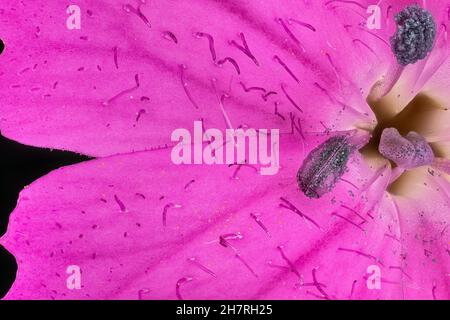 Rosa Wildkarnations-Blüten - Dianthus-Arten - unter dem Mikroskop, Stempel mit Stigma und Pollenpartikeln bedeckt Staubgefäß sichtbar. Bildbreite 9mm Stockfoto