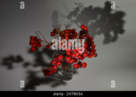 Trockener Eberesche in einem Glas auf weißem Hintergrund Stockfoto