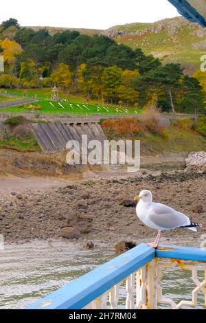 Blick vom Pier von Llandudno mit einer Möwe im Vordergrund, dahinter ein Parkland mit Llandudno in den Gärten. Stockfoto