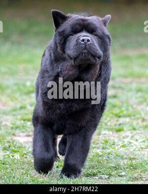 Glatte, beschichtete Chow Chow Stockfoto