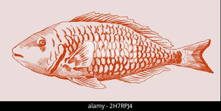 Stoplight Papageienfisch sparisoma viride in der Anfangsphase, nach antiken Zeichnung aus dem 19th. Jahrhundert Stock Vektor