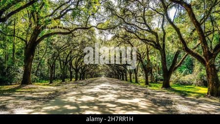 Straße Durch Wormsloe Plantation Stockfoto