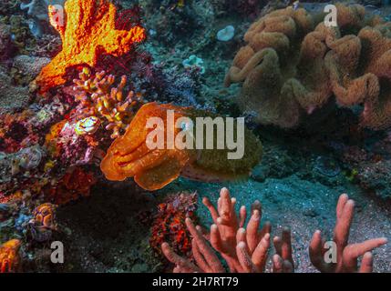 Tintenfische oder Kutten sind Meeresmollusken der Ordnung Sepiida. Sie gehören zur Klasse Cephalopoda Stockfoto