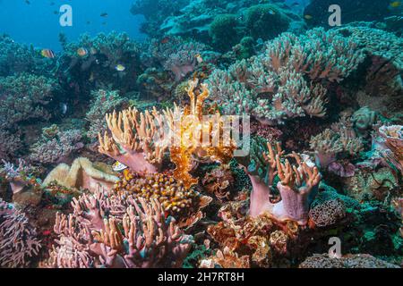 Tintenfische oder Kutten sind Meeresmollusken der Ordnung Sepiida. Sie gehören zur Klasse Cephalopoda Stockfoto