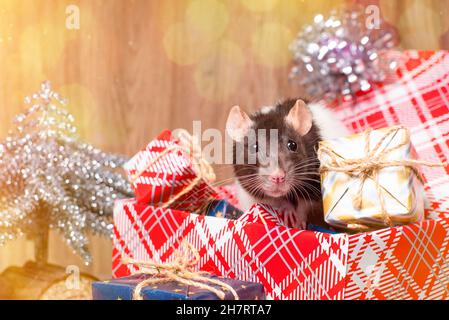 Niedliche kleine weiße Ratte, Maus sitzt in Geschenkbox.Weiße dekorative Ratte dumbo innen roten Geschenkbox.Neujahrskonzept. Stockfoto