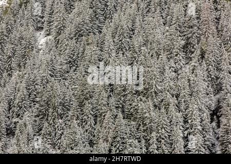 Vollformat, Hintergrund oder Textur eines kalten Berghangs Kiefernwald, bedeckt mit frischem Schnee im Winter. Stockfoto