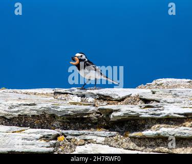 Nahaufnahme eines Bachstelzvogels mit einer Fliege und einem Mehlwurm im Schnabel. Stockfoto