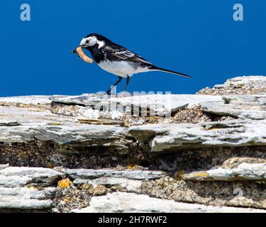 Nahaufnahme eines Bachstelzvogels mit einer Fliege und einem Mehlwurm im Schnabel. Stockfoto