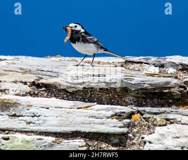 Nahaufnahme eines Bachstelzvogels mit einer Fliege und einem Mehlwurm im Schnabel. Stockfoto