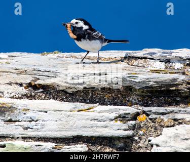 Nahaufnahme eines Bachstelzvogels mit einer Fliege und einem Mehlwurm im Schnabel. Stockfoto