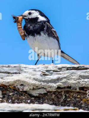 Nahaufnahme eines Bachstelzvogels mit einer Fliege und einem Mehlwurm im Schnabel. Stockfoto