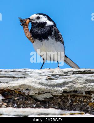 Nahaufnahme eines Bachstelzvogels mit einer Fliege und einem Mehlwurm im Schnabel. Stockfoto