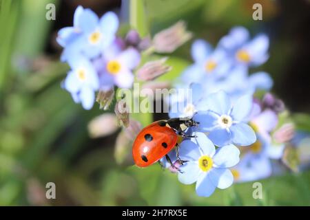 Lady Bird auf Vergiss-mich-nicht Blumen an einem sonnigen Tag Stockfoto