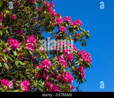 Ein Blick auf die pazifische Rhododendronblüte. Stockfoto