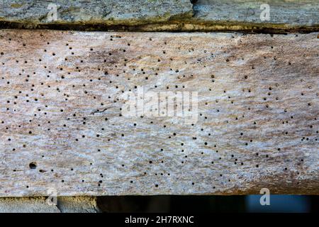 Nahaufnahme eines Holzwurms in einem Holzbalken. Stockfoto