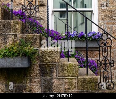 Wunderschöne violette Blumen, die die Stufen eines Gebäudes in der Küstenstadt St. Ives in Cornwall, Großbritannien, hinunterlaufen. Stockfoto