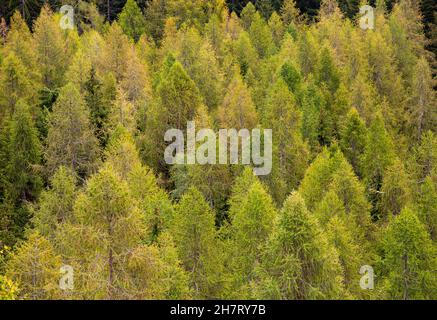 Full frame background or texture image of a pin tree forest with beautiful autumn fall colors Stockfoto