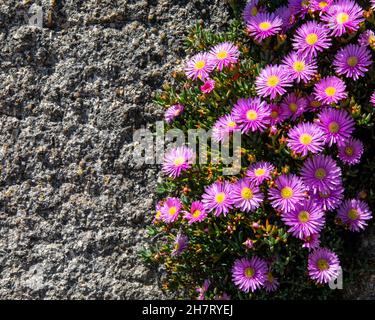 Nahaufnahme eines buschigen Asters oder Aster Dumosus in der Blüte in den Castle Gardens des St. Michaels Mount in Cornwall, Großbritannien. Stockfoto