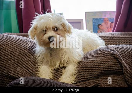 Ein Kavpoo-Welpe sitzt auf Kissen auf einem Sofa. Stockfoto