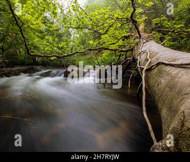 Eine der Kaskaden der Golitha Falls am Fluss Fowey in Draynes Wood, in der Nähe von Liskeard in Cornwall, Großbritannien. Stockfoto