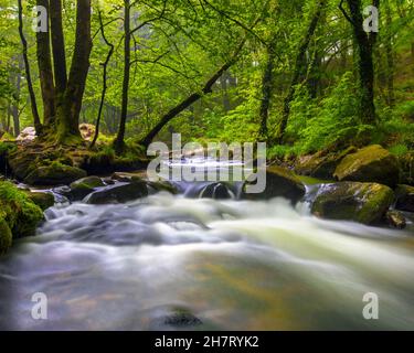 Eine der Kaskaden der Golitha Falls am Fluss Fowey in Draynes Wood, in der Nähe von Liskeard in Cornwall, Großbritannien. Stockfoto