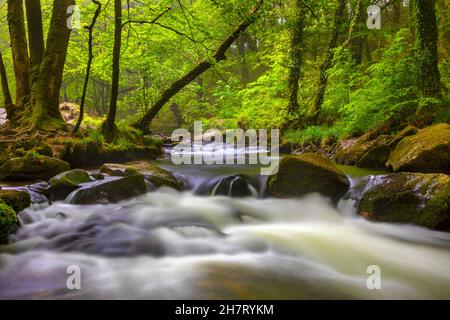 Eine der Kaskaden der Golitha Falls am Fluss Fowey in Draynes Wood, in der Nähe von Liskeard in Cornwall, Großbritannien. Stockfoto