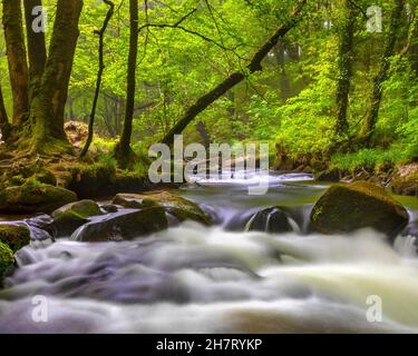 Eine der Kaskaden der Golitha Falls am Fluss Fowey in Draynes Wood, in der Nähe von Liskeard in Cornwall, Großbritannien. Stockfoto