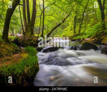 Eine der Kaskaden der Golitha Falls am Fluss Fowey in Draynes Wood, in der Nähe von Liskeard in Cornwall, Großbritannien. Stockfoto