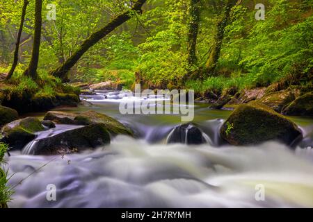 Eine der Kaskaden der Golitha Falls am Fluss Fowey in Draynes Wood, in der Nähe von Liskeard in Cornwall, Großbritannien. Stockfoto