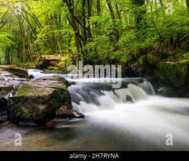 Eine der Kaskaden der Golitha Falls am Fluss Fowey in Draynes Wood, in der Nähe von Liskeard in Cornwall, Großbritannien. Stockfoto