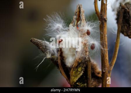 Melkweed Samen kommen im Herbst heraus Stockfoto