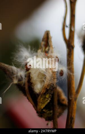 Melkweed Samen kommen im Herbst heraus Stockfoto