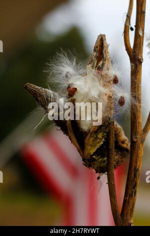 Melkweed Samen kommen im Herbst heraus Stockfoto