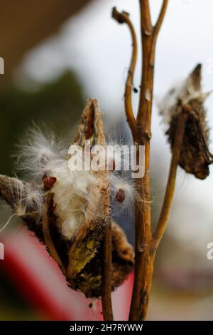 Melkweed Samen kommen im Herbst heraus Stockfoto