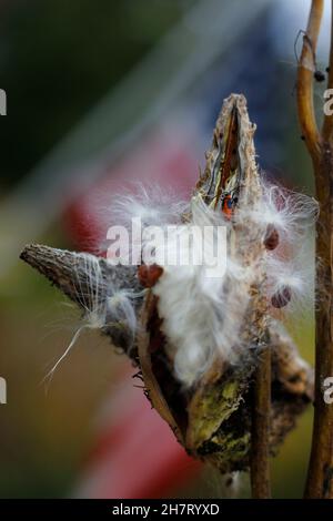 Melkweed Samen kommen im Herbst heraus Stockfoto