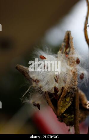 Melkweed Samen kommen im Herbst heraus Stockfoto