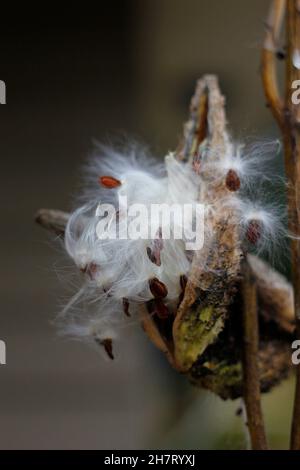 Melkweed Samen kommen im Herbst heraus Stockfoto