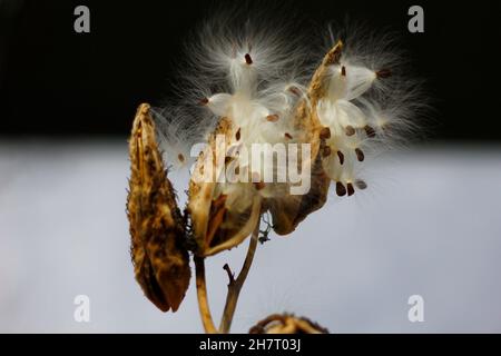 Melkweed Samen kommen im Herbst heraus Stockfoto