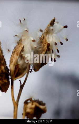 Melkweed Samen kommen im Herbst heraus Stockfoto