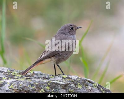 Seitenansicht eines Mannes im ersten Jahr oder eines jungen Mannes Schwarzer Rottanz (Phoenicurus ochruros) Stockfoto