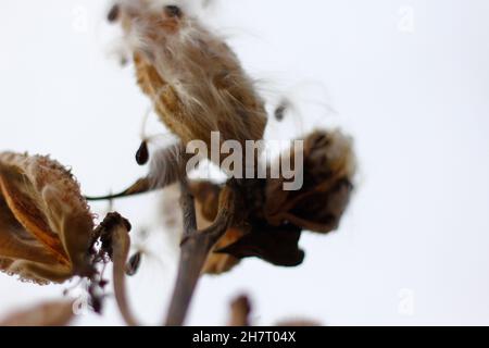 Melkweed Samen kommen im Herbst heraus Stockfoto