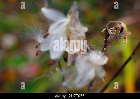 Melkweed Samen kommen im Herbst heraus Stockfoto