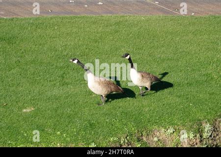 Kanadagänse Stockfoto