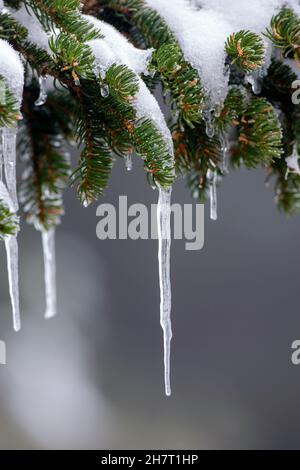 Nahaufnahme eines Eiszapfens, das in eisiger Winterzeit an einem schneebedeckten Fichtenzweig hängt Stockfoto