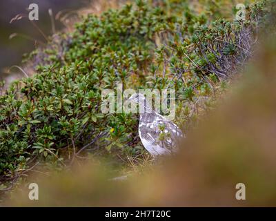 Eine Erwachsene weibliche Felsenschneehuhn - Lagopus muta - im Herbst Gefieder, zwischen alpinen Heidelbeersträuchern. Stockfoto