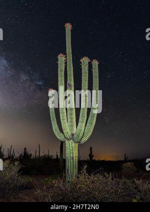 Wunderschön blühendes saguaro in Arizona unter der Milchstraße Stockfoto