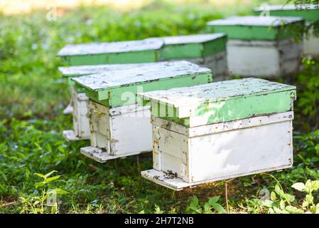 Bienenstock für die Honigernte, Bienenstock für Imker mit Bienen, die zu den Landeplatten fliegen. Bienenzucht Stockfoto