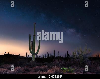 Wunderschön blühendes saguaro in Arizona unter der Milchstraße Stockfoto