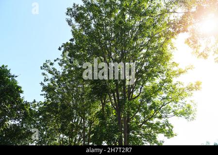 Neem Baum die Sonne scheint hell durch Baum Sonnenlicht frischer grüner Baum neem Blätter Pflanze wächst auf der Natur für Nahrung und Kräuter, Azadirachta indica Stockfoto